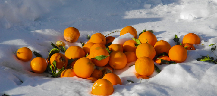 Orangen in den Schneewehen