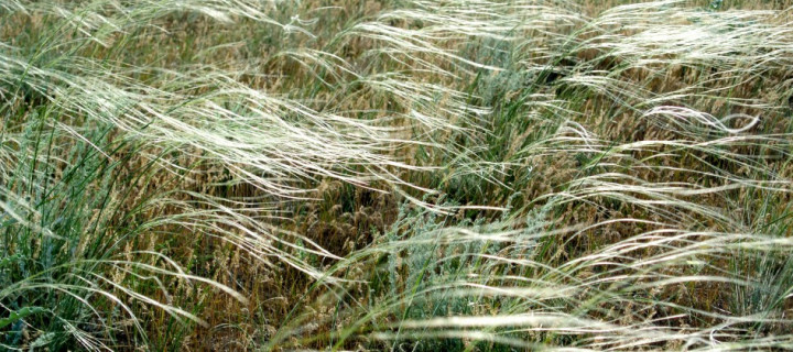 Steppengras / Steppe grass
